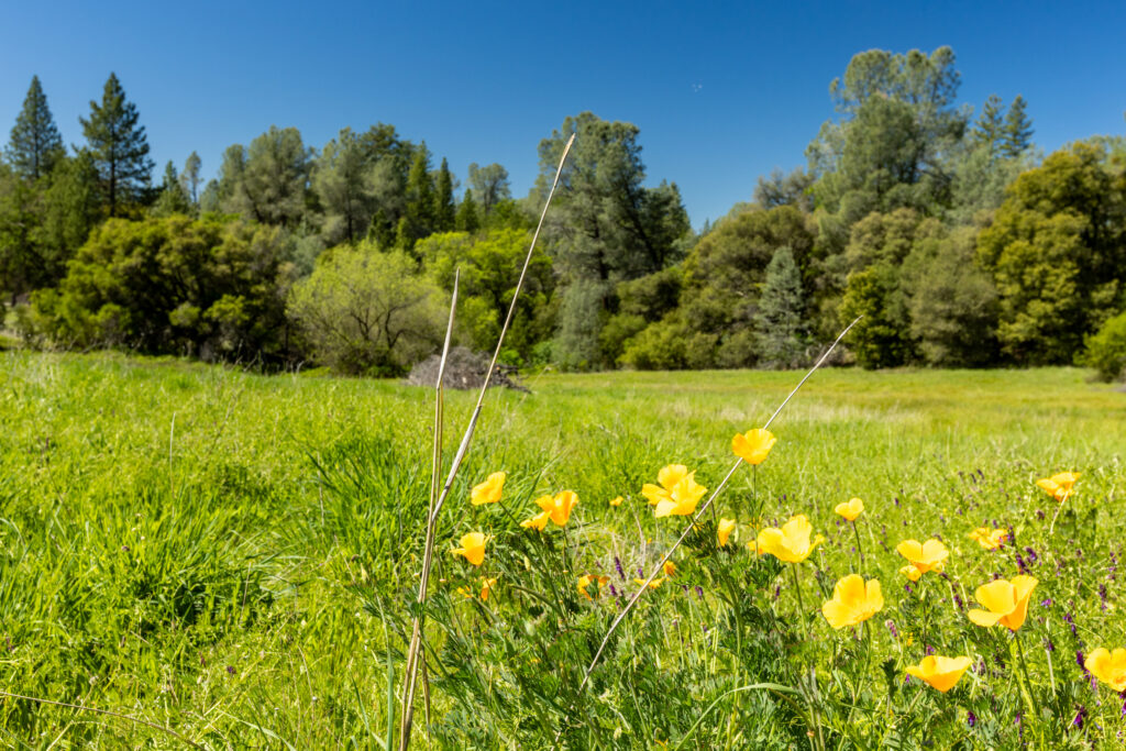Meadow with spring poppies in Grizzly Flats